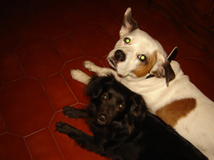 rooney e cuca